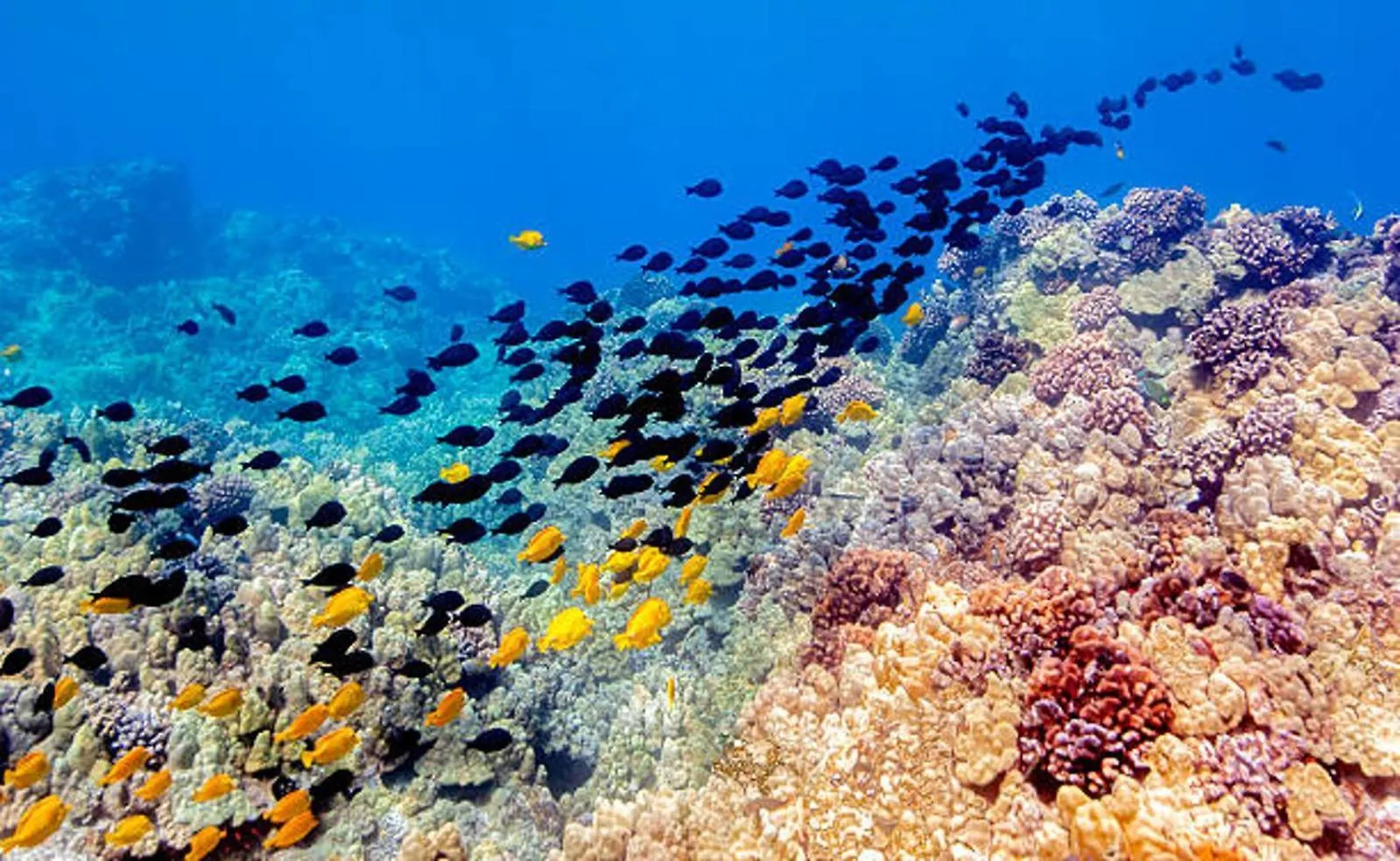 Kona Reef Timeshare Rental 카일루아 코나 0*, 카일루아 코나